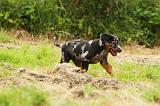 BEAUCERON - PUPPIES 288